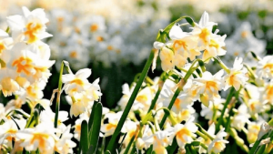 İzmir-Karaburun Nergis Çiçeği Festivali 